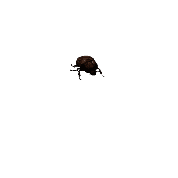 Dynastid beetle_female